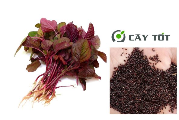 Hạt Giống Rau Dền Đỏ