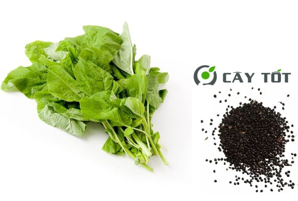 Hạt Giống Rau Dền Xanh