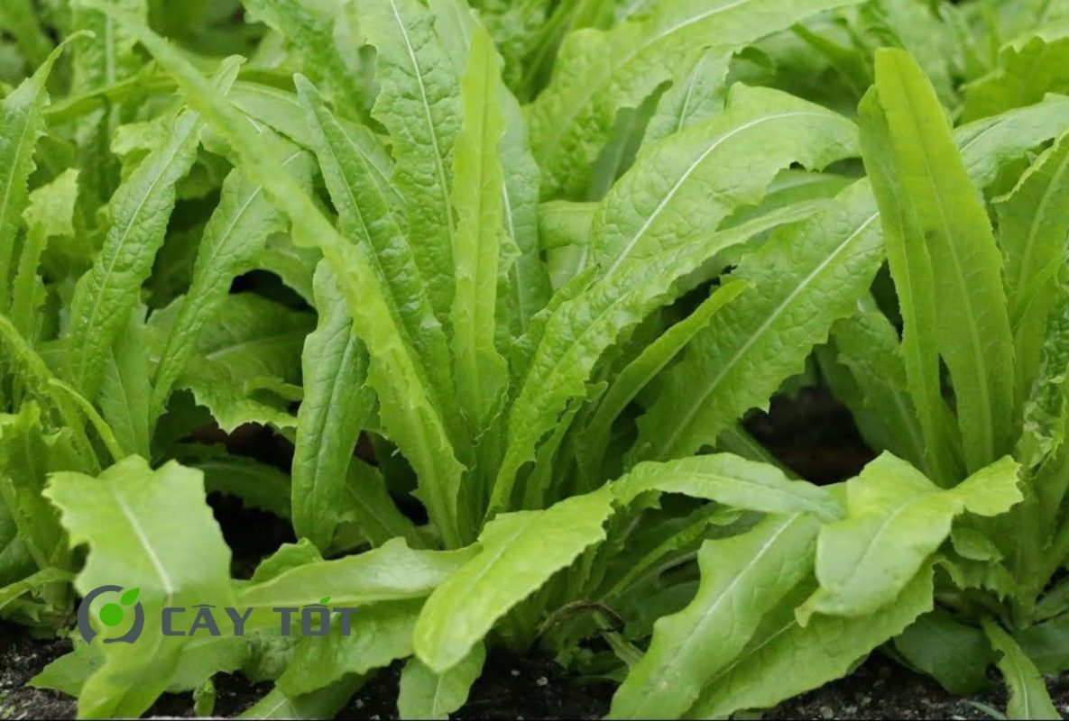 Hạt Giống Rau Diếp Thơm