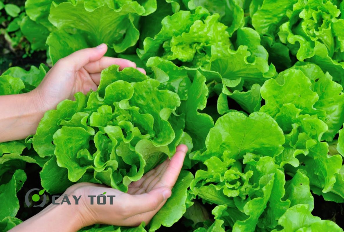 Hạt Giống Diếp Xoăn