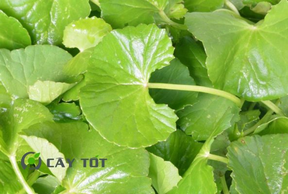 Hạt Giống Rau Má Đỏ