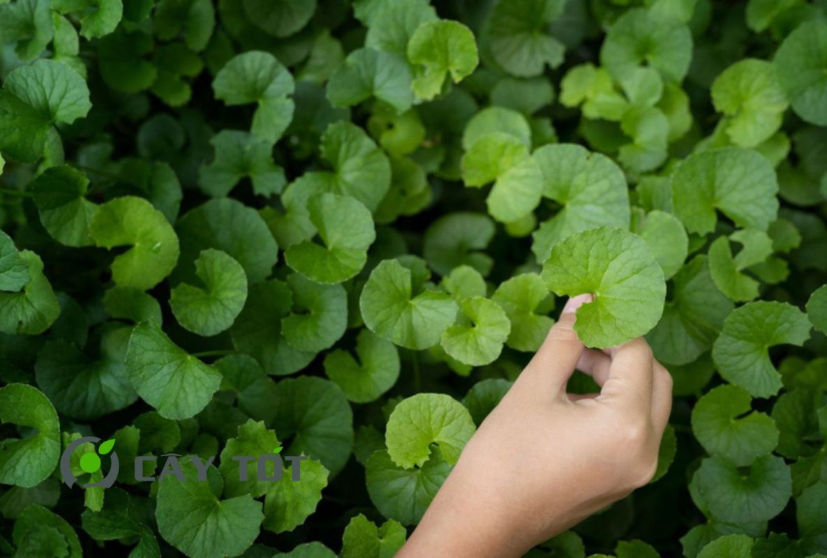 Hạt Giống Rau Má Ruộng