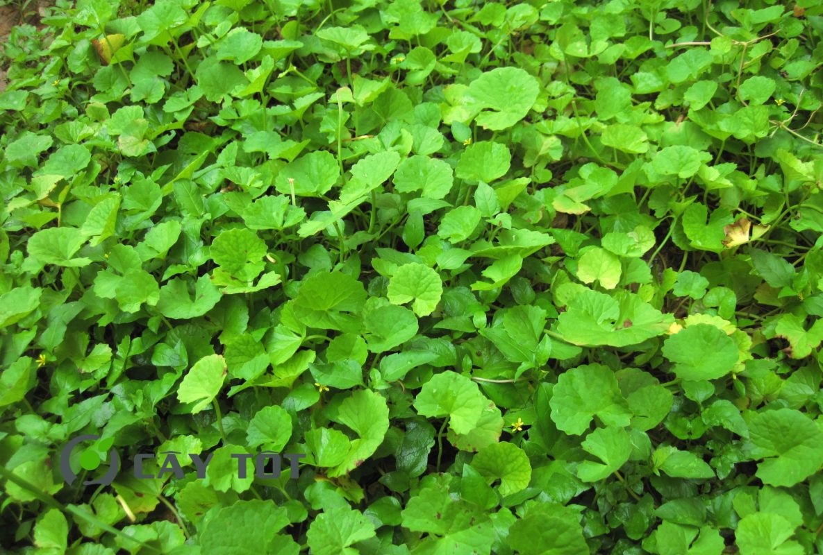 Hạt Giống Rau Má Sữa