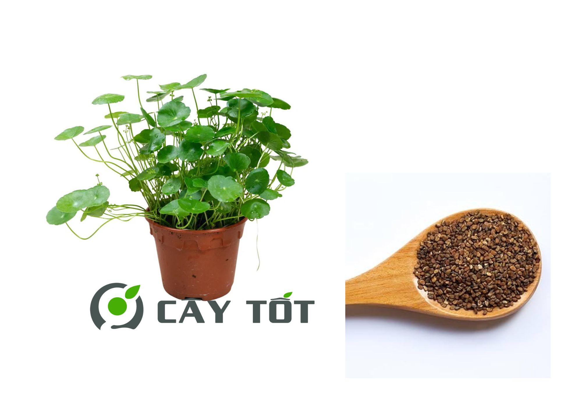 4 Bước Gieo Hạt Giống Rau Má Đơn Giản, Hiệu Quả