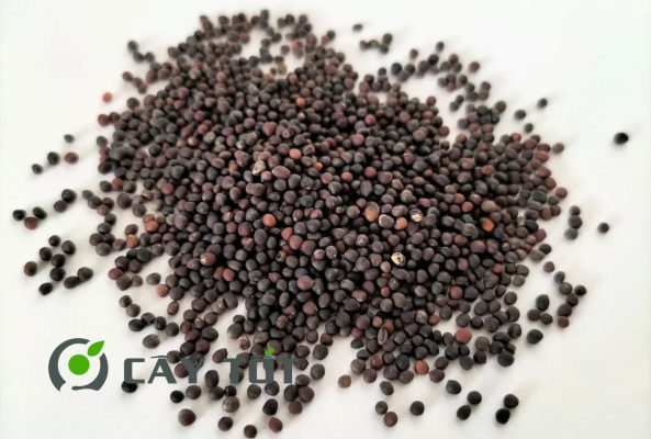 Hạt giống Rau Mầm Bắp Cải Tím