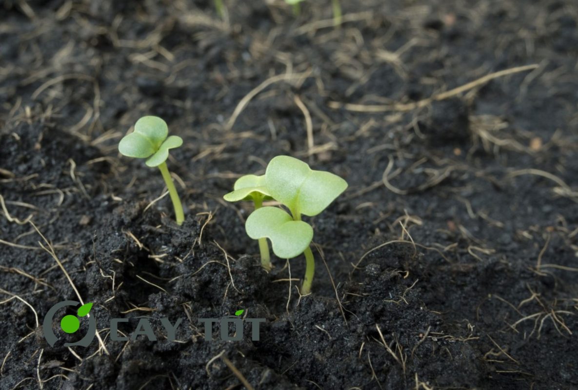 Hạt Giống Rau Mầm Cải Xanh