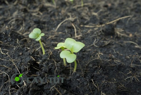 Hạt Giống Rau Mầm Cải Xanh