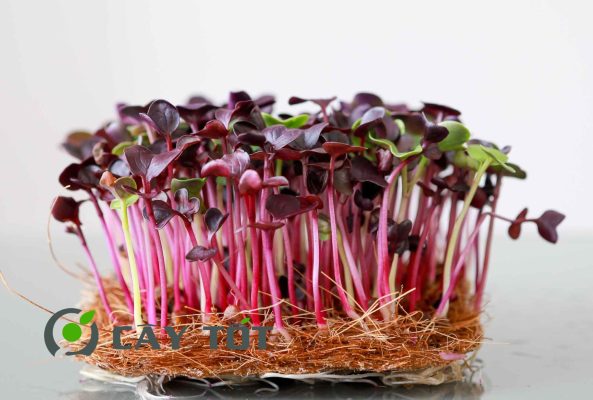Hạt Giống Rau Mầm Củ Cải Đỏ