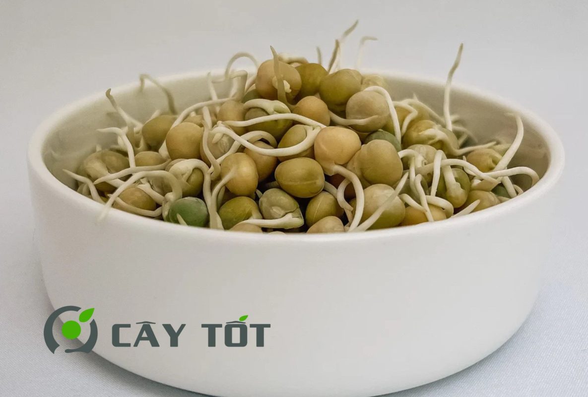 Hạt Giống Rau Mầm Đậu Hà Lan