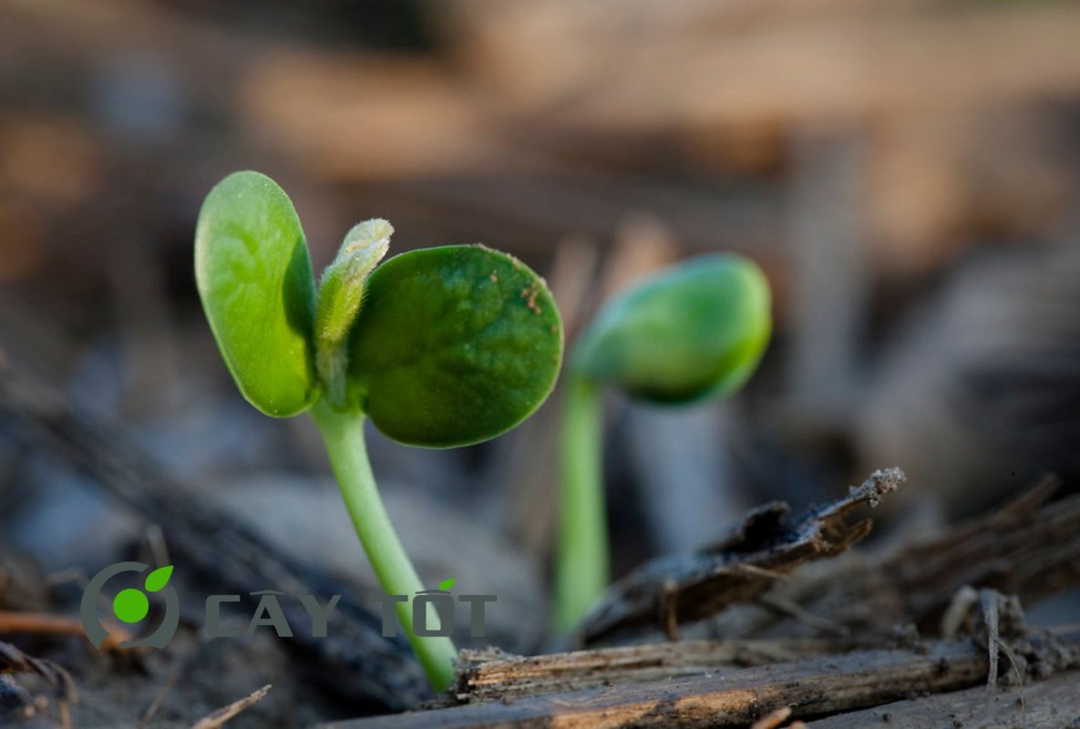 Hạt Giống Rau Mầm Đậu Nành