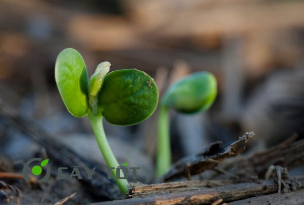 Hạt Giống Rau Mầm Đậu Nành