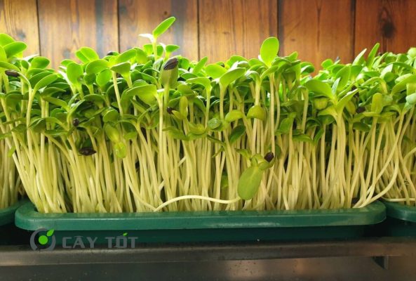 Hạt Giống Rau Mầm Đậu Xanh