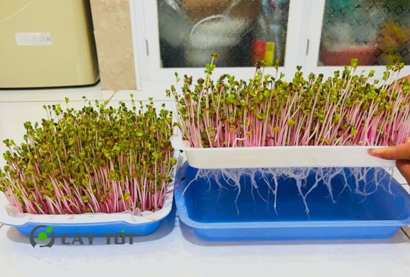 Hạt Giống Rau Mầm Cải Đỏ