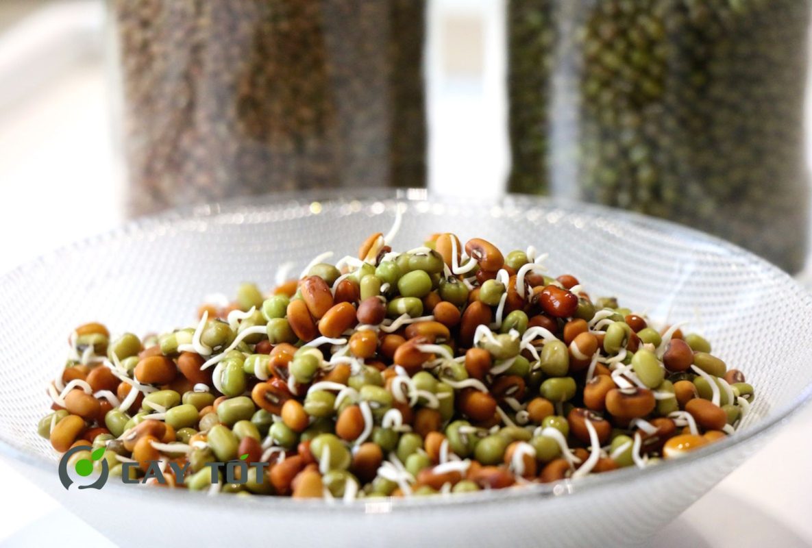 Hạt Giống Rau Mầm Cải Bẹ