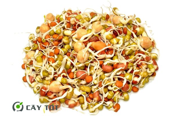 Hạt Giống Rau Mầm Hỗn Hợp