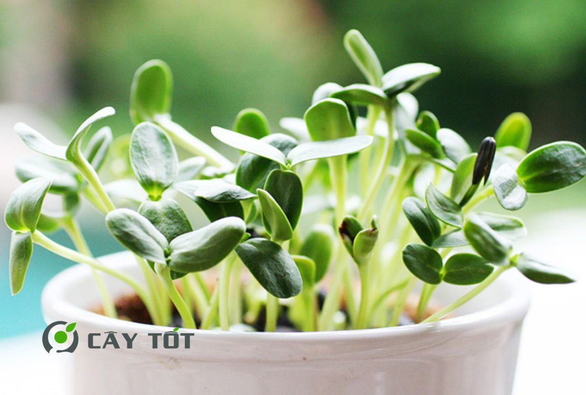 Hạt Giống Rau Mầm Hướng Dương