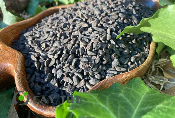 Hạt giống Rau Mầm Rau Muống