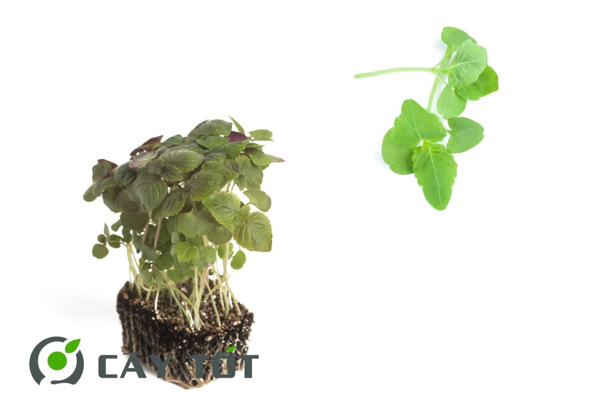 Hạt Giống Rau Mầm Tía Tô
