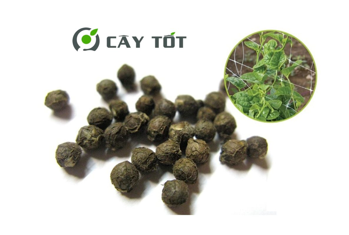 Hạt Giống Rau Mồng Tơi