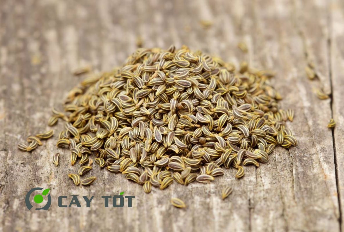 Hạt Giống Rau Mùi Tây