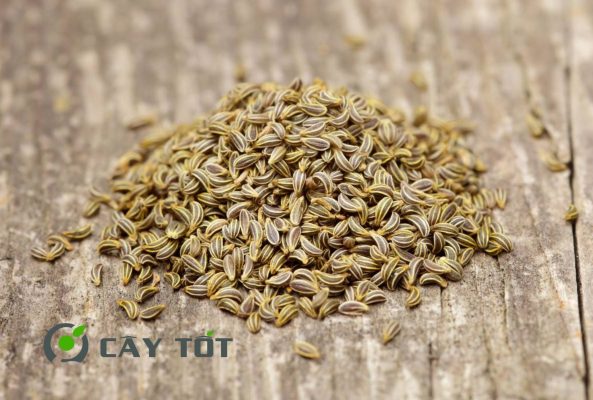 Hạt Giống Rau Mùi Tây