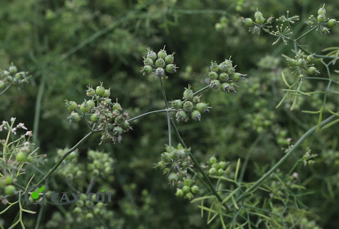 Hạt Giống Rau Mùi Già