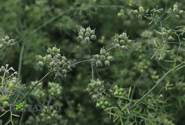 Hạt Giống Rau Mùi Già