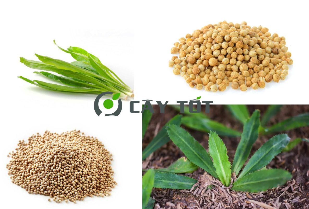 Hạt Giống Rau Mùi Tàu