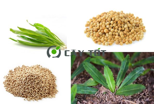 Hạt Giống Rau Mùi Tàu