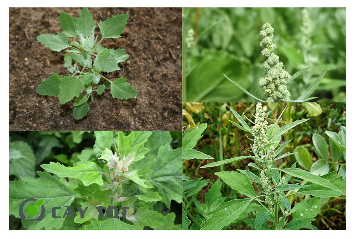 Hạt Giống Rau Muối