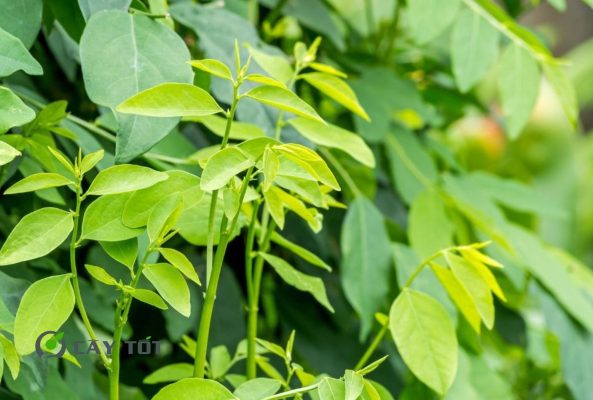 Hạt Giống Rau Ngót Ta