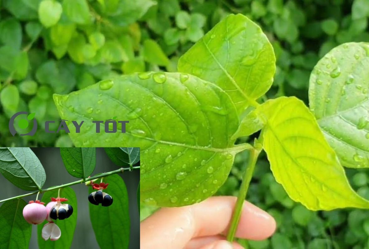 Hạt Giống Rau Ngót Nhật