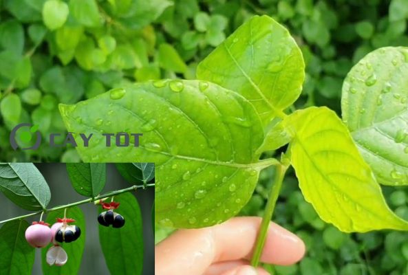 Hạt Giống Rau Ngót Nhật