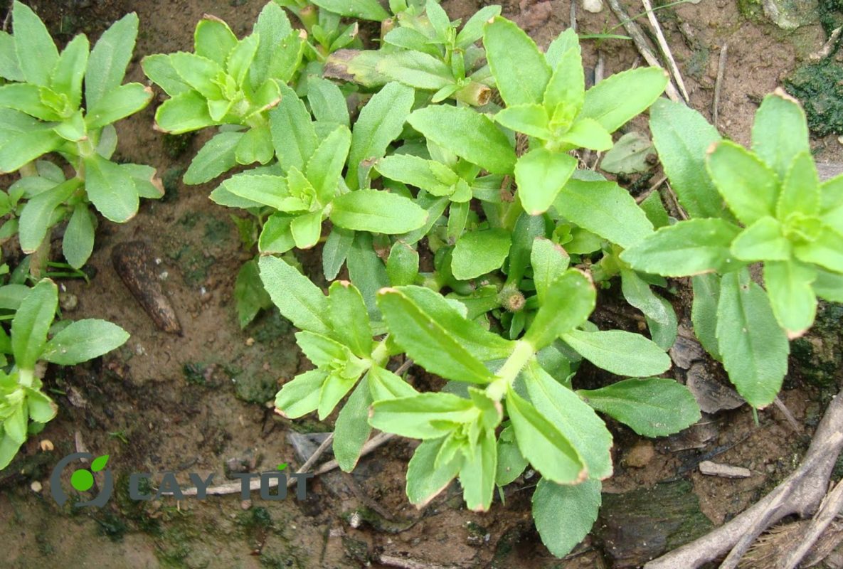 Hạt Giống Rau Om