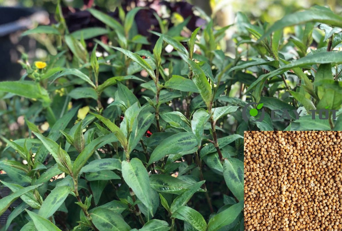 Hạt Giống Rau Răm