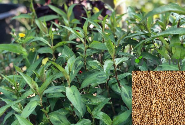 Hạt Giống Rau Răm