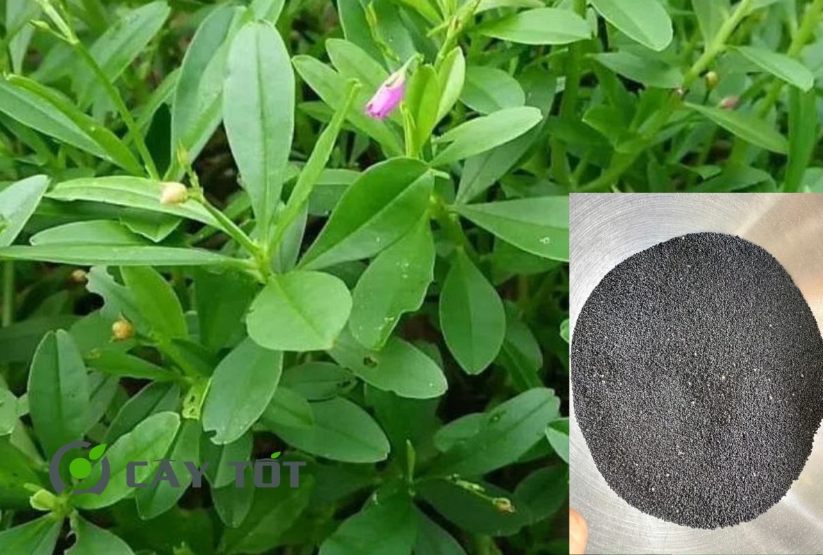 Hạt Giống Rau Sâm