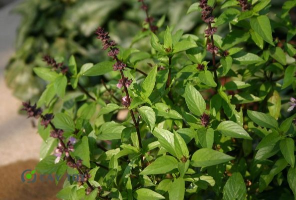 Hạt Giống Rau Thơm Quế