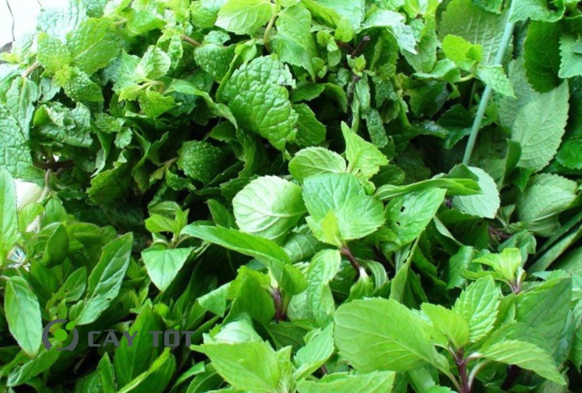 Hạt Giống Rau Thơm Thái