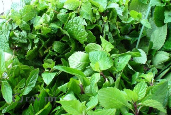 Hạt Giống Rau Thơm Thái