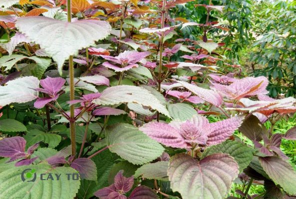 Hạt Giống Rau Thơm Tía