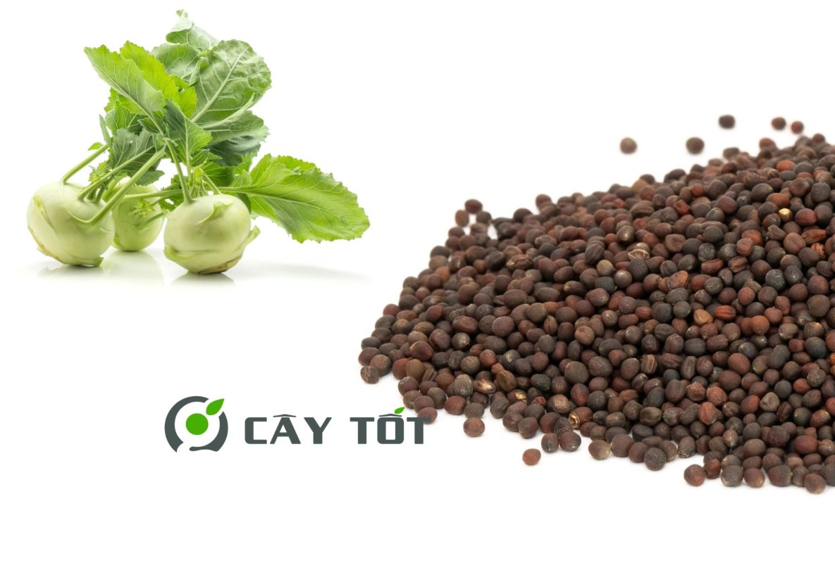 Hạt Giống Su Hào