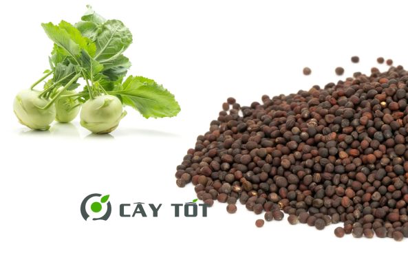 Hạt Giống Su Hào