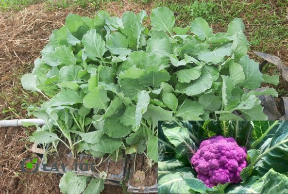 Hạt Giống Súp Lơ Tím