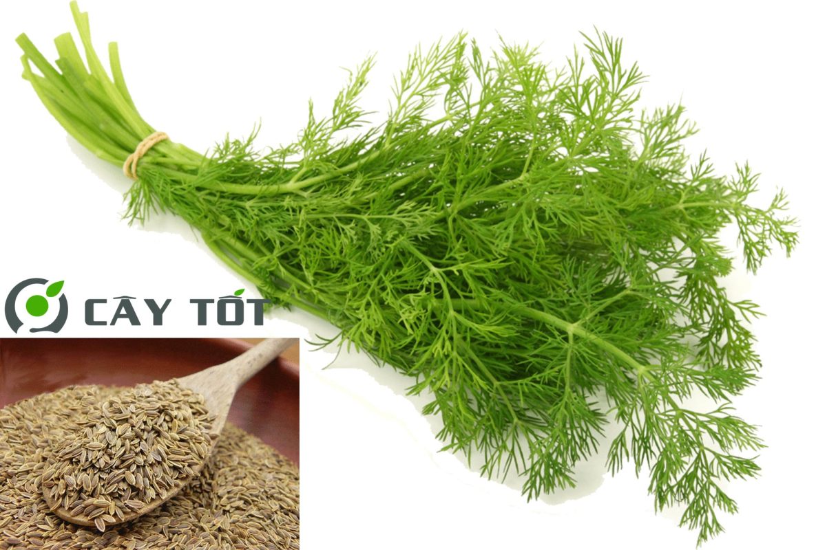 Hạt Giống Thì Là