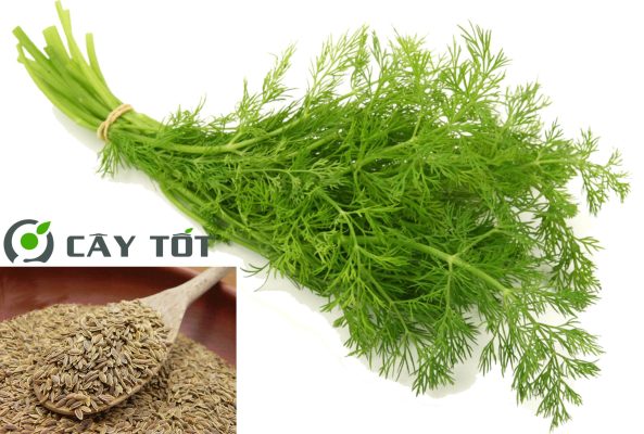 Hạt Giống Thì Là