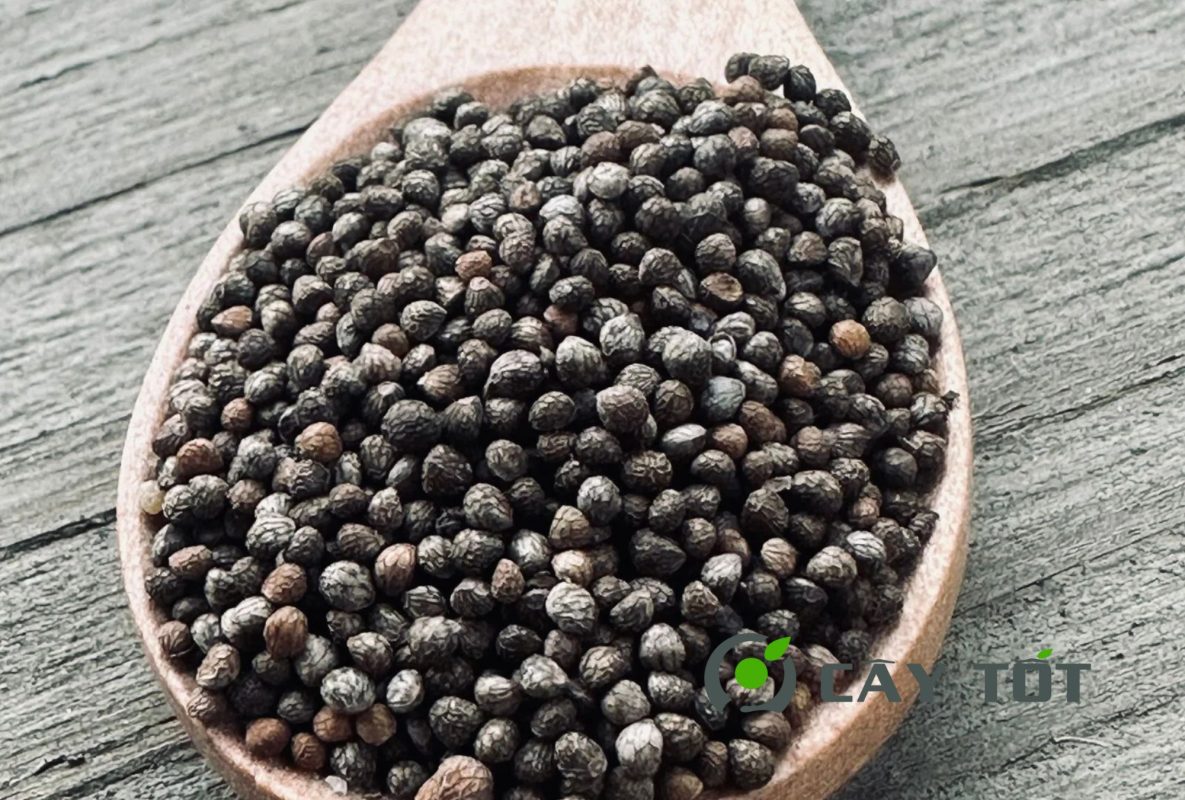 Hạt Giống Tía Tô