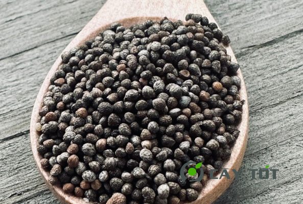 Hạt Giống Tía Tô