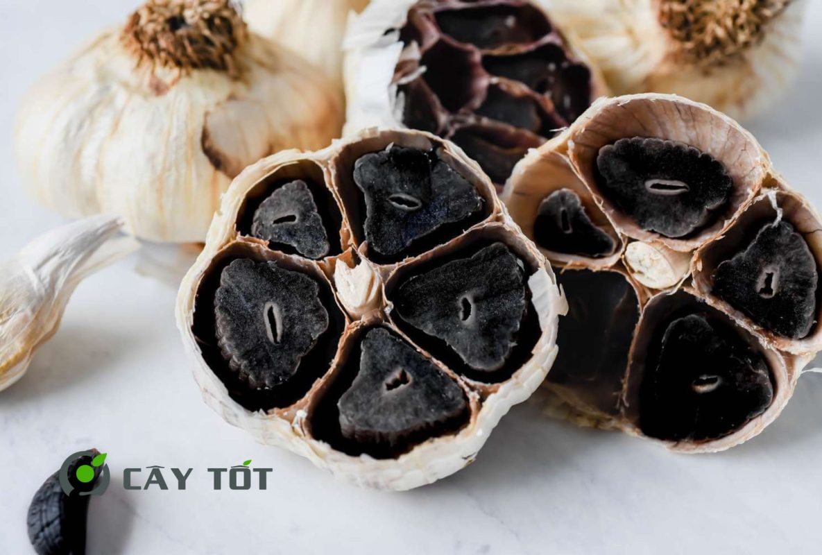 Hạt Giống Tỏi Đen