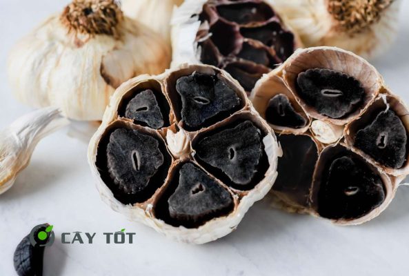 Hạt Giống Tỏi Đen